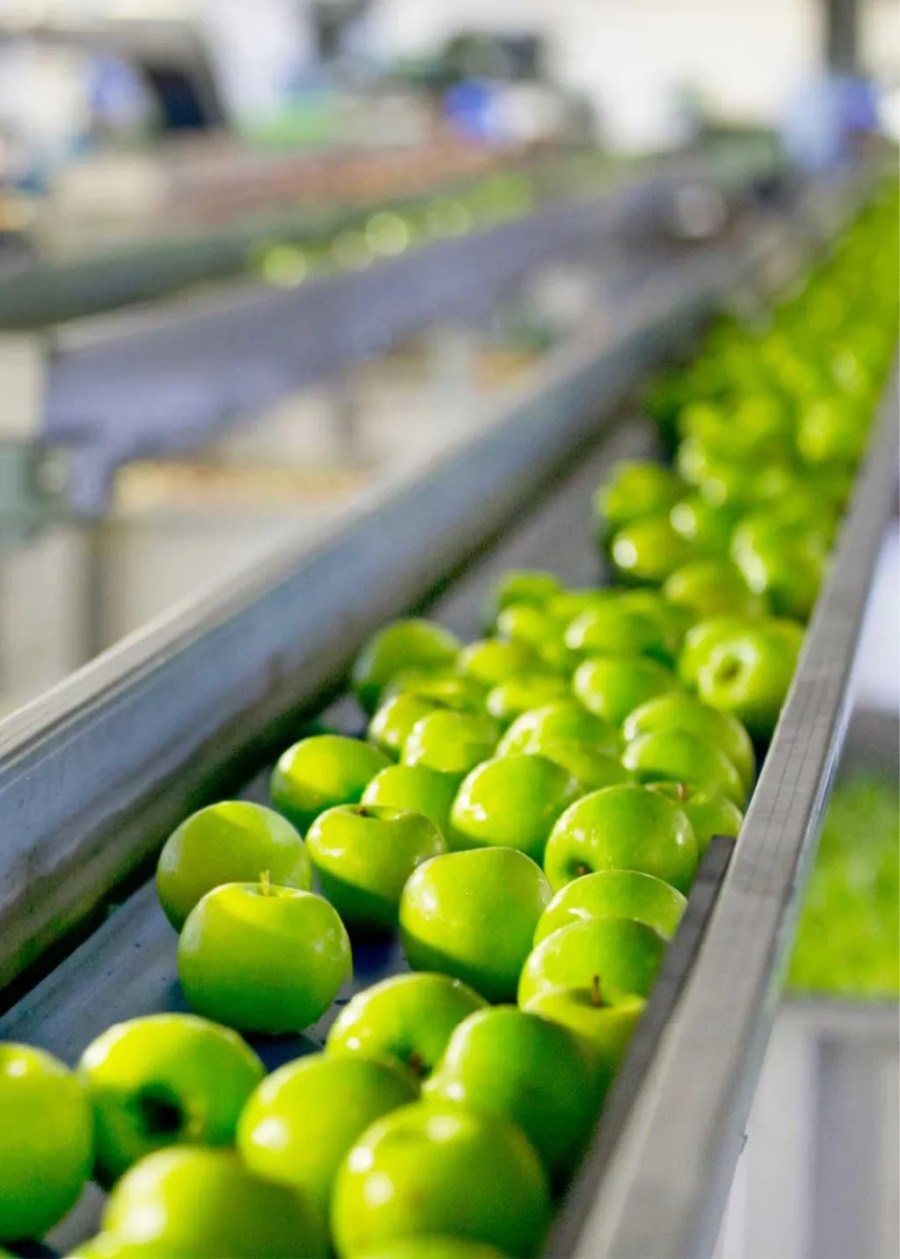 Green apples on a packing line